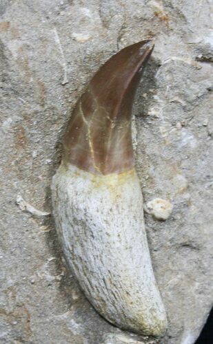 Large Rooted Mosasaur (Prognathodon) Tooth #31387